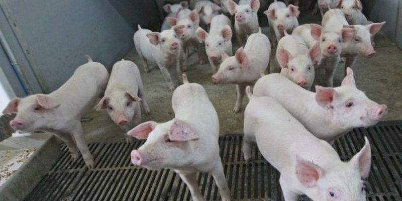 Среди сельхозживотных увеличивается только поголовье свиней - Госстат