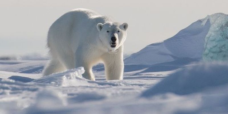 Вже не врятувати: льоду в Північному Льодовитому океані не стане до 2050 року