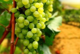 В Украине переработка винограда уменьшилась вдвое