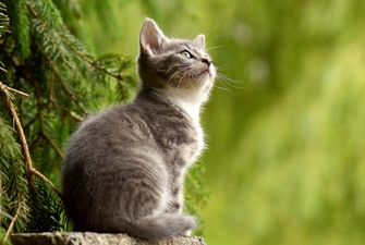 Кошки могут продлить человеку жизнь - эзотерики