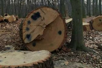 В столице открыли дело за вырубку 17 вековых дубов в Голосеевском парке