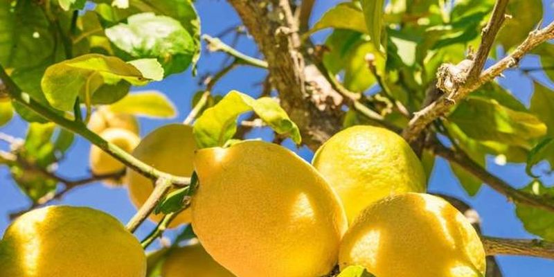 Туреччина обмежила експорт лимонів до кінця літа