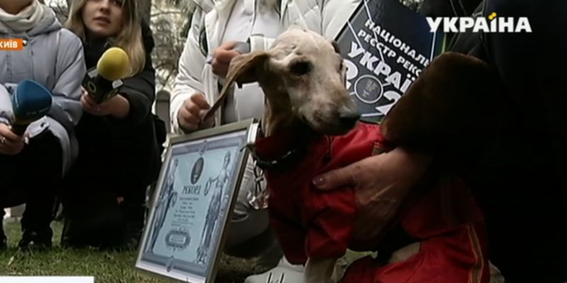 Новый рекорд Украины: самой старой собакой страны стала такса Нора, которой больше 19 лет