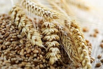 Украина отправила на экспорт более 36 млн тонн зерновых