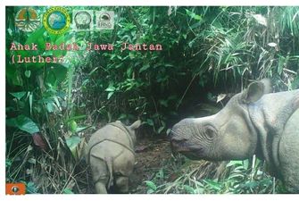 Сразу два детеныша редкого яванского носорога родились в Индонезии