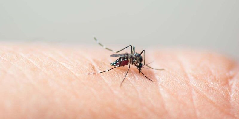 Лихорадка денге может стать характерной для Европы и США: в ВОЗ назвали причину