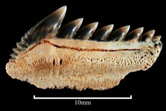 Зубы гигантского монстра возрастом 25 миллионов лет нашли на пляже Австралии