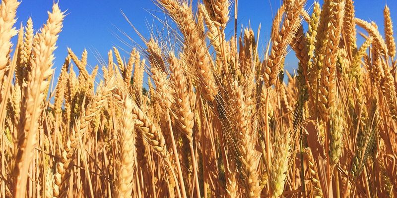 Виробники хліба маніпулюють повідомленнями про нестачу продовольчого зерна — заступник голови ВАР