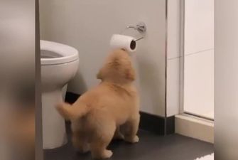 Самый милый бандит в мире: хозяйка поймала щенка за кражей туалетной бумаги