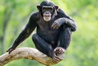 Переходный возраст. Ученые считают, что шимпанзе-подростки бунтуют также, как и люди