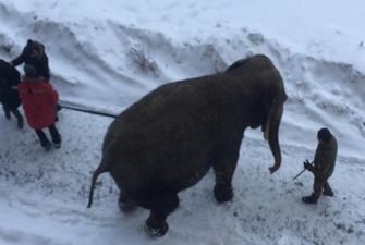 Купающийся в снегу слон удивил горожан