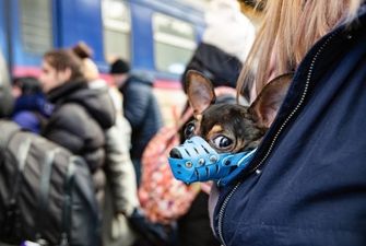 Поездами Укрзализныци эвакуированы более 100 тысяч животных