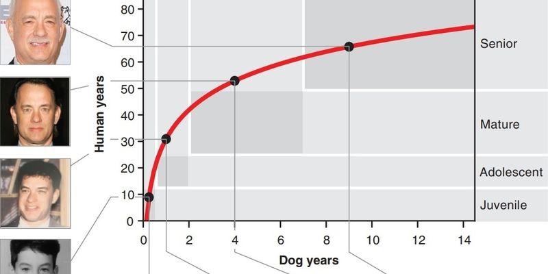 Выведена формула для определения "человеческого" возраста собаки