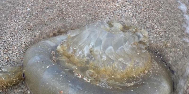 Популярный курорт Кирилловка атакуют медузы-"монстры": опубликованы фото